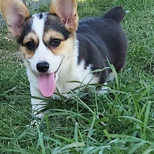 Pembroke Welsh Corgi Puppy Trolli