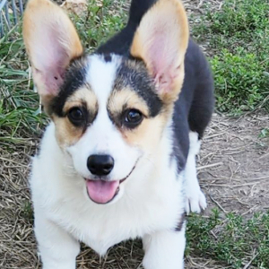 Pembroke Welsh Corgi Puppy Trolli