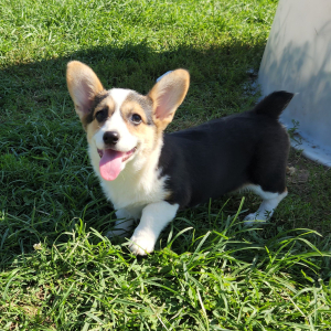 Pembroke Welsh Corgi Puppy Trolli