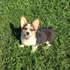 Pembroke Welsh Corgi Puppy Trolli