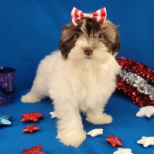 Havanese Puppy Marie