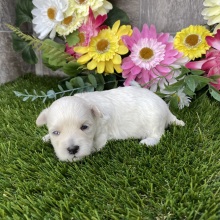 Maltipoo Puppy Kiki