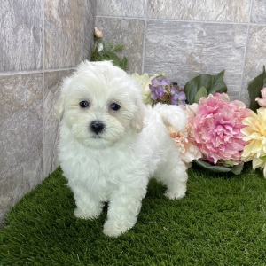 Maltipoo Puppy Kiki