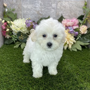 Maltipoo Puppy Kiki