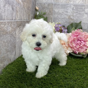 Maltipoo Puppy Kiki
