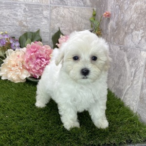 Maltipoo Puppy Kiki