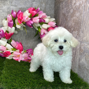 Maltipoo Puppy Kiki