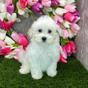 Maltipoo Puppy Kiki