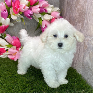 Maltipoo Puppy Kiki