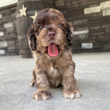 Cocker Spaniel Puppy Milo