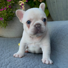 French Bulldog Puppy Georgia