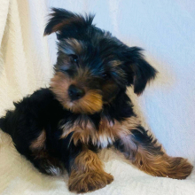 Yorkshire Terrier Puppy Ted