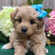Maltipoo Puppy Clara