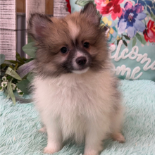 Pomeranian Puppy Lewis
