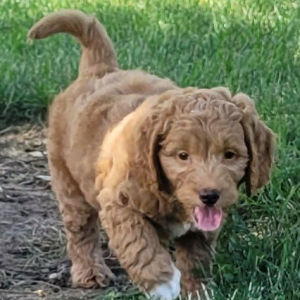 Goldendoodle Puppy Charlie