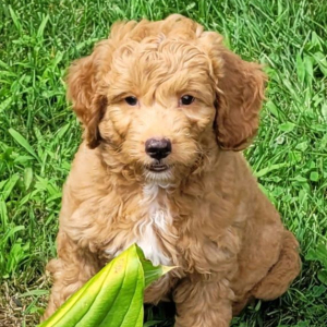 Goldendoodle Puppy Charlie