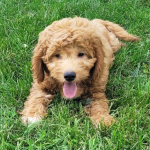 Goldendoodle Puppy Charlie