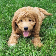 Goldendoodle Puppy Charlie