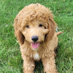 Goldendoodle Puppy Charlie