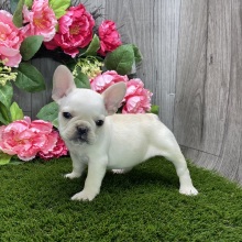 French Bulldog Puppy Remy