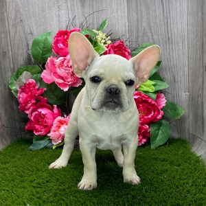 French Bulldog Puppy Remy