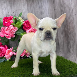 French Bulldog Puppy Remy