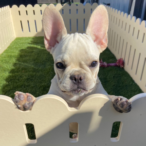French Bulldog Puppy Remy