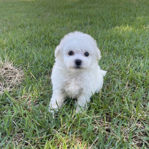 Bichon Frise Puppy Cooper