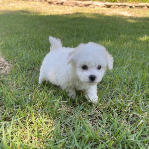 Bichon Frise Puppy Cooper