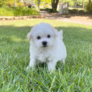 Bichon Frise Puppy Cooper