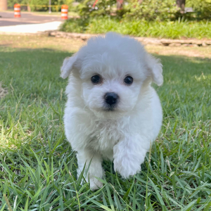 Bichon Frise Puppy Cooper