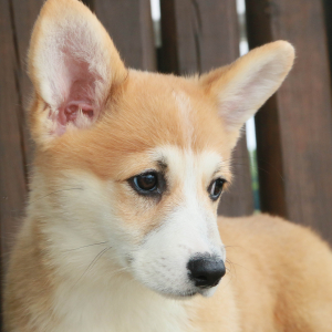 Pembroke Welsh Corgi Puppy Amberlie