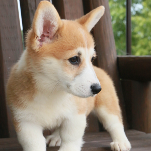 Pembroke Welsh Corgi Puppy Amberlie