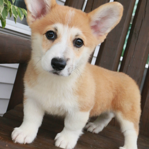 Pembroke Welsh Corgi Puppy Amberlie