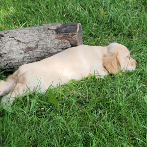 Cocker Spaniel Puppy Hazel