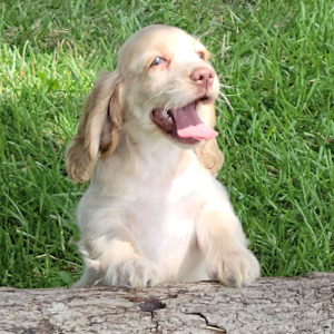 Cocker Spaniel Puppy Hazel
