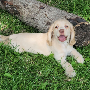 Cocker Spaniel Puppy Hazel