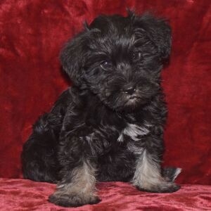 Miniature Schnauzer Puppy Chloe