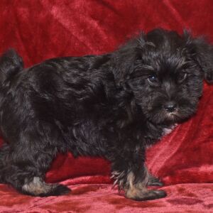 Miniature Schnauzer Puppy Chloe