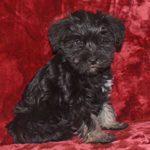 Miniature Schnauzer Puppy Chloe