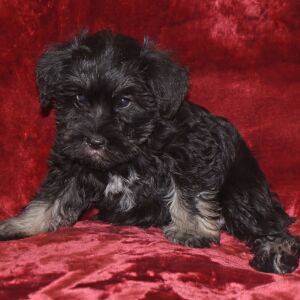 Miniature Schnauzer Puppy Chloe