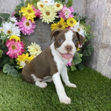 Brat Terrier Puppy Floria