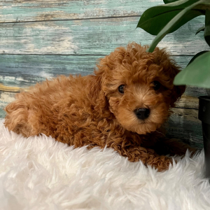 Poodle Puppy Chevy
