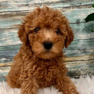 Poodle Puppy Chevy