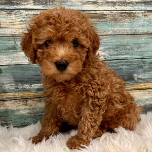 Poodle Puppy Chevy