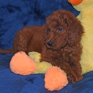 Labradoodle Puppy Alexis