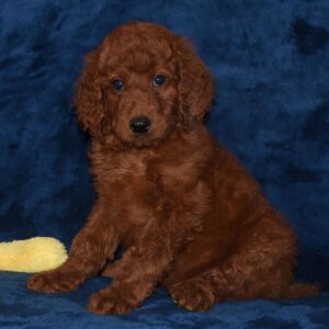 Labradoodle Puppy Alexis