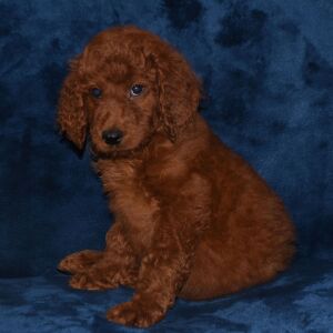 Labradoodle Puppy Alexis