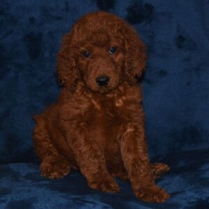 Labradoodle Puppy Alexis