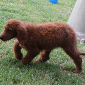 Labradoodle Puppy Alexis